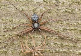 Attēlu rezultāti vaicājumam “Aranei exuvia”