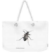 Attēlu rezultāti vaicājumam “Carabus hortensis”