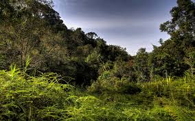 Image result for синхараджа