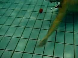 Image result for Glasgow Octopush Club