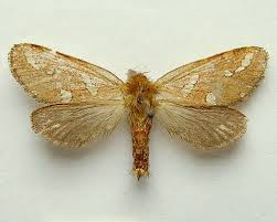 Attēlu rezultāti vaicājumam “Phymatopus hecta”