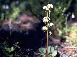 Attēlu rezultāti vaicājumam “Pyrola chlorantha”