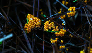 Attēlu rezultāti vaicājumam “Trichia varia macro”