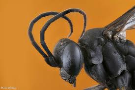 Attēlu rezultāti vaicājumam “Anoplius viaticus”