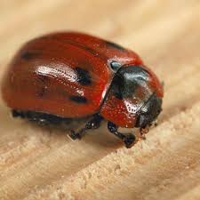 Attēlu rezultāti vaicājumam “Gonioctena viminalis”