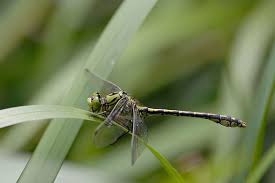 Attēlu rezultāti vaicājumam “Ophiogomphus cecilia”
