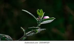 Attēlu rezultāti vaicājumam “Mentha arvensis bud”