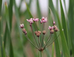 Attēlu rezultāti vaicājumam “Butomus umbellatus bud”
