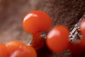 Attēlu rezultāti vaicājumam “Didymium serpula”