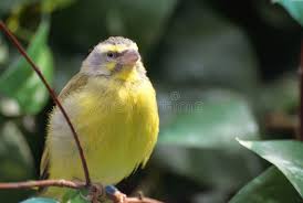 Image result for Carduelis citrinella