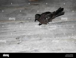 Image result for Oceanodroma monorhis