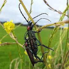 Attēlu rezultāti vaicājumam “Aromia moschata”