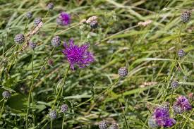 Attēlu rezultāti vaicājumam “Centaurea scabiosa”