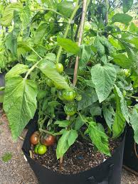 Afbeeldingsresultaat voor black sea man tomato