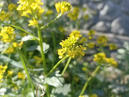 Attēlu rezultāti vaicājumam “Bunias orientalis”