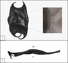 Image result for Rostroraja eglanteria