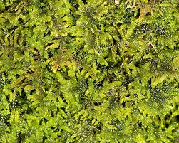 Attēlu rezultāti vaicājumam “Palustriella”