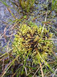 Attēlu rezultāti vaicājumam “Philonotis marchica macro”