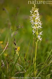 Attēlu rezultāti vaicājumam “Platanthera chlorantha flower”