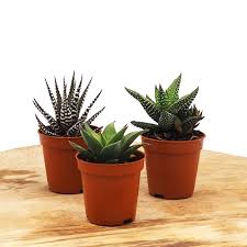 Image result for Haworthia mix