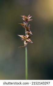 Attēlu rezultāti vaicājumam “Carex echinata”