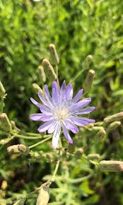 Attēlu rezultāti vaicājumam “Lactuca tatarica leaf”