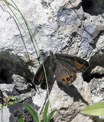 Attēlu rezultāti vaicājumam “Lasiommata maera underside”