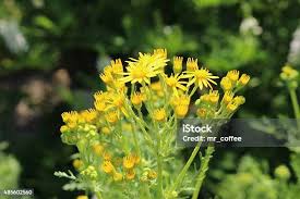 Attēlu rezultāti vaicājumam “Jacobaea vulgaris flower”
