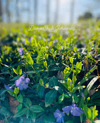 Attēlu rezultāti vaicājumam “Vinca minor”