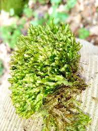 Attēlu rezultāti vaicājumam “Homalia trichomanoides”