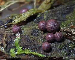 Attēlu rezultāti vaicājumam “Lycogala roseosporum macro”