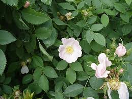 Attēlu rezultāti vaicājumam “Rosa subcanina”