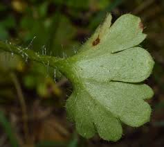 Attēlu rezultāti vaicājumam “Saxifraga granulata leaf”