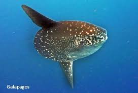 Image result for Mola alexandrini