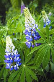 Attēlu rezultāti vaicājumam “Lupinus polyphyllus leaf”