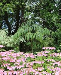 Attēlu rezultāti vaicājumam “Kalopanax septemlobus fruit”