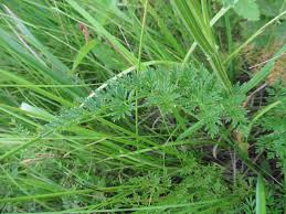 Attēlu rezultāti vaicājumam “Selinum carvifolia”