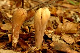 Attēlu rezultāti vaicājumam “Clavariadelphus pistillaris”