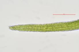 Attēlu rezultāti vaicājumam “Distichium capillaceum”