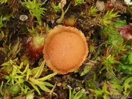 Attēlu rezultāti vaicājumam “Lamprospora tortulae-ruralis”