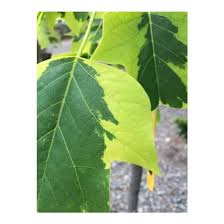 Attēlu rezultāti vaicājumam “Liriodendron tulipifera”