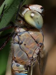 Attēlu rezultāti vaicājumam “Anax parthenope”