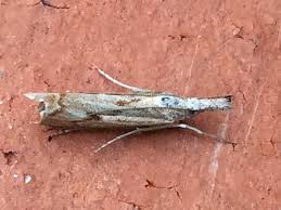 Attēlu rezultāti vaicājumam “Platytes alpinella”