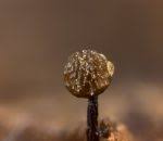 Attēlu rezultāti vaicājumam “Licea chelonoides”