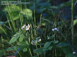 Attēlu rezultāti vaicājumam “Fragaria moschata flower”