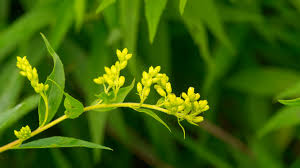 Attēlu rezultāti vaicājumam “Galium boreale bud”
