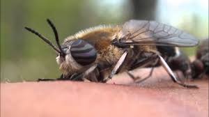 Attēlu rezultāti vaicājumam “Heptatoma pellucens”