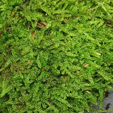 Attēlu rezultāti vaicājumam “Hypnum cupressiforme”