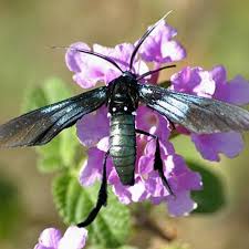 Attēlu rezultāti vaicājumam “Cribraria martinii macro”