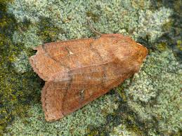 Attēlu rezultāti vaicājumam “Mythimna turca”